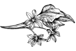 Mabura Blatt Zeichnung